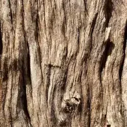 Tree bark